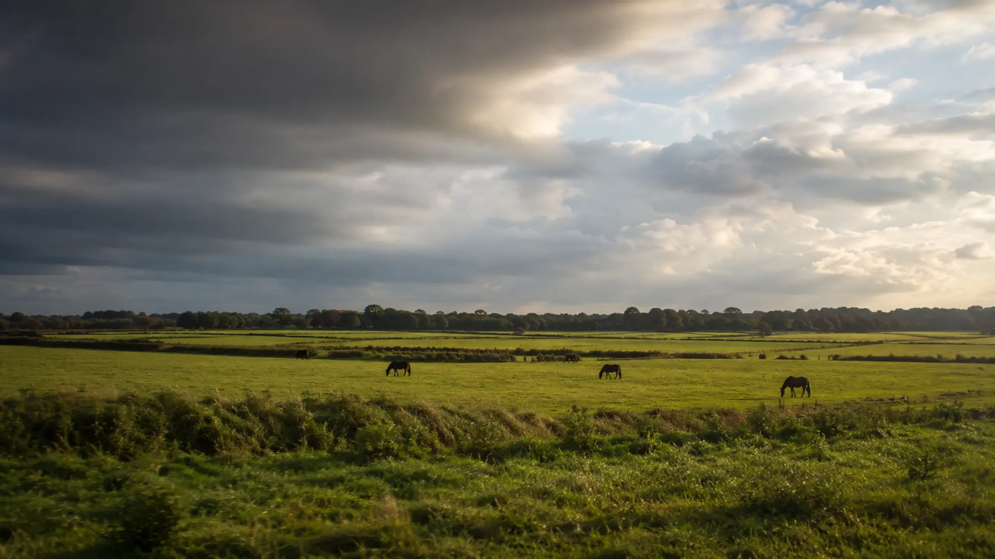 Kildare